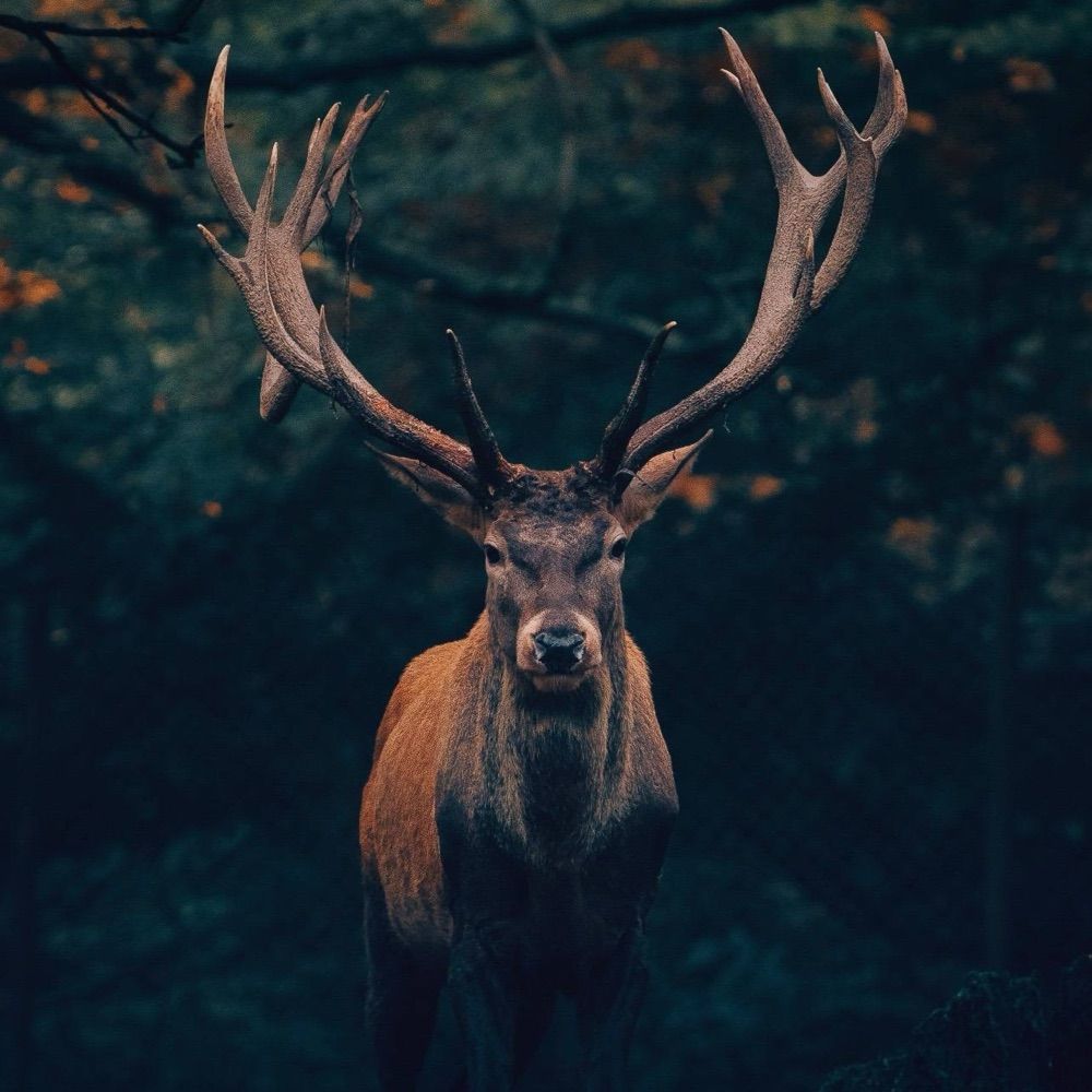 Todd H.