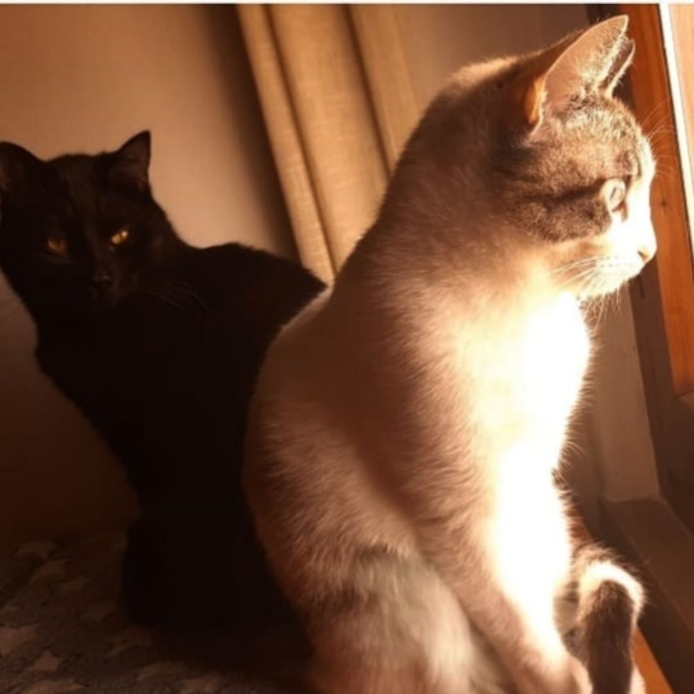V3ro🐈‍⬛
