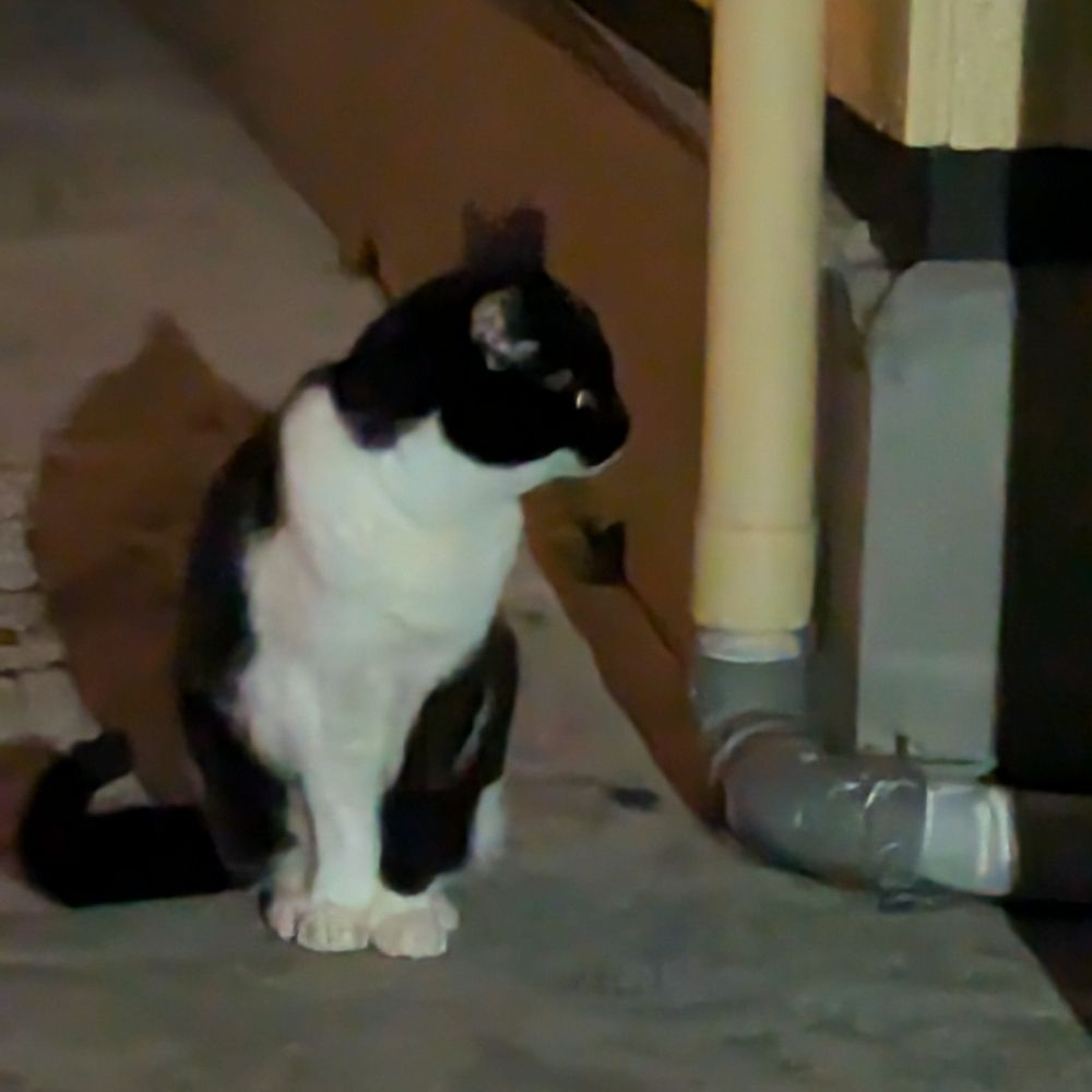 おとぼけさん