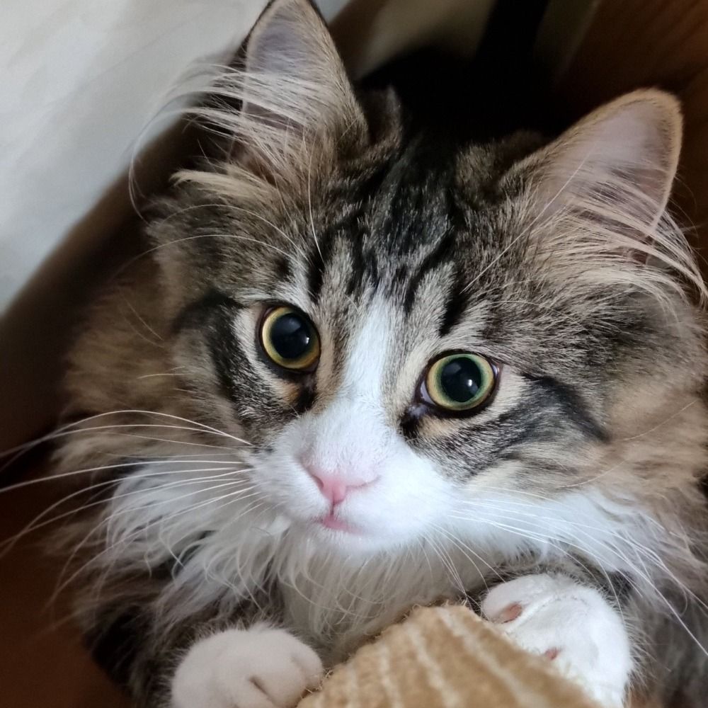 pecoco