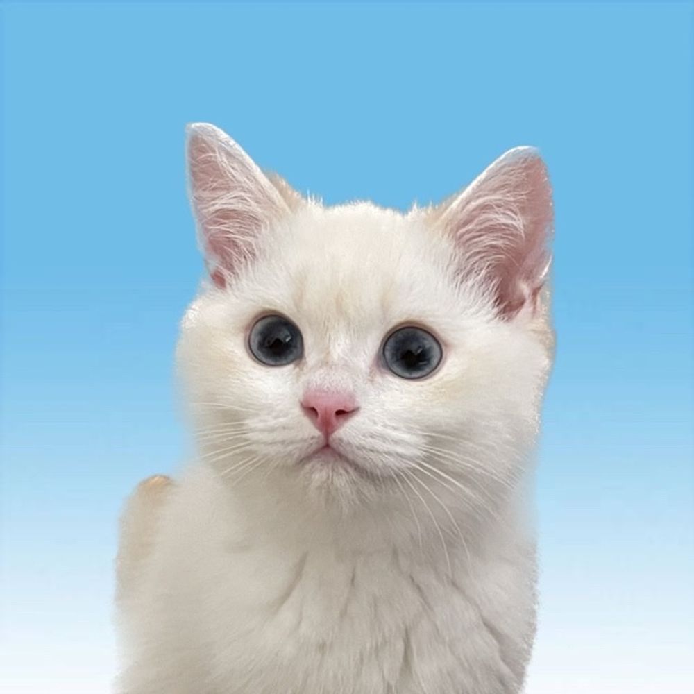 猫のソワが可愛くて