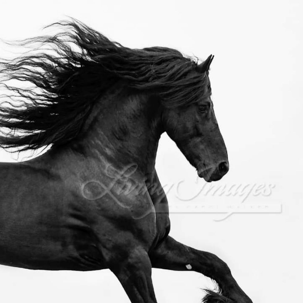 Horse photography 🐴