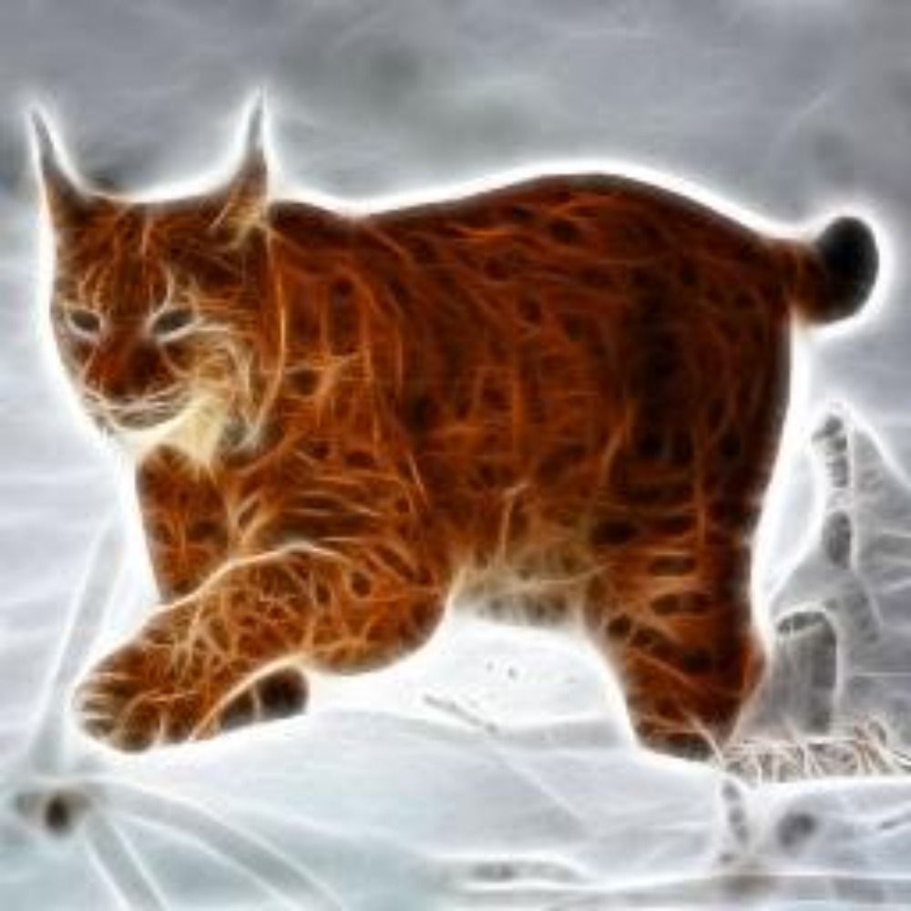 MrDarkLynx