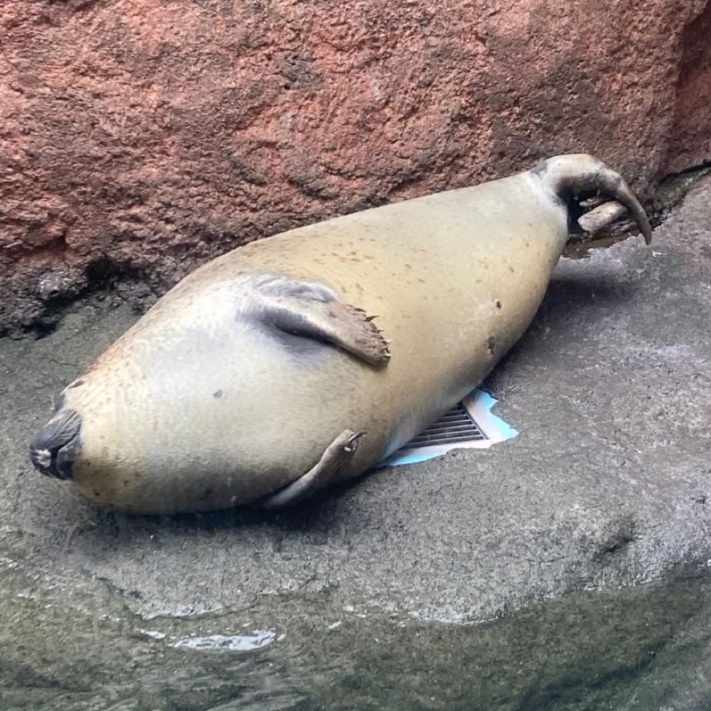 よしざわ