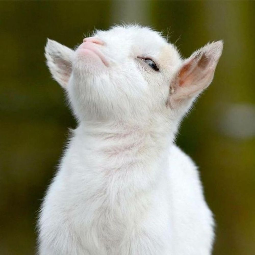 Dr Bakra 🐐
