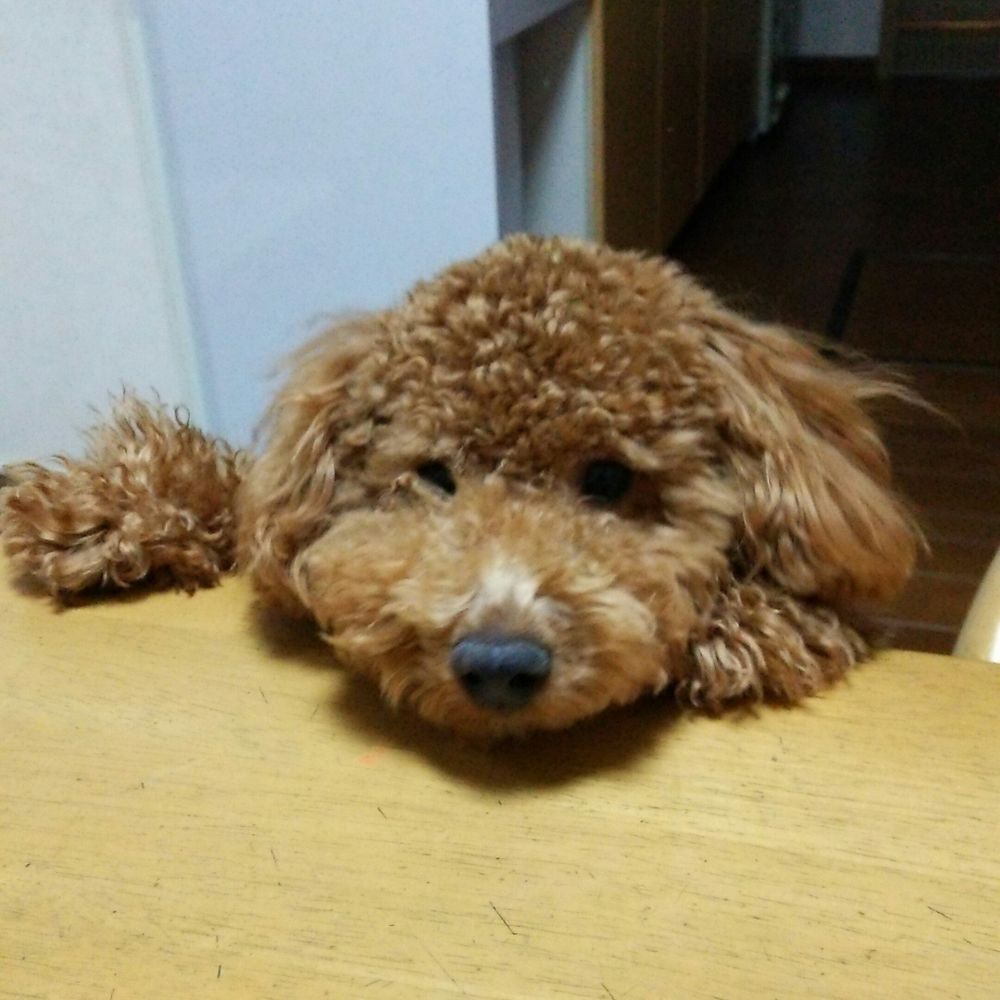 ゆみ