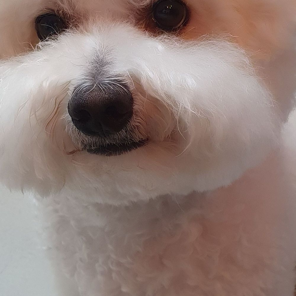 구름이네