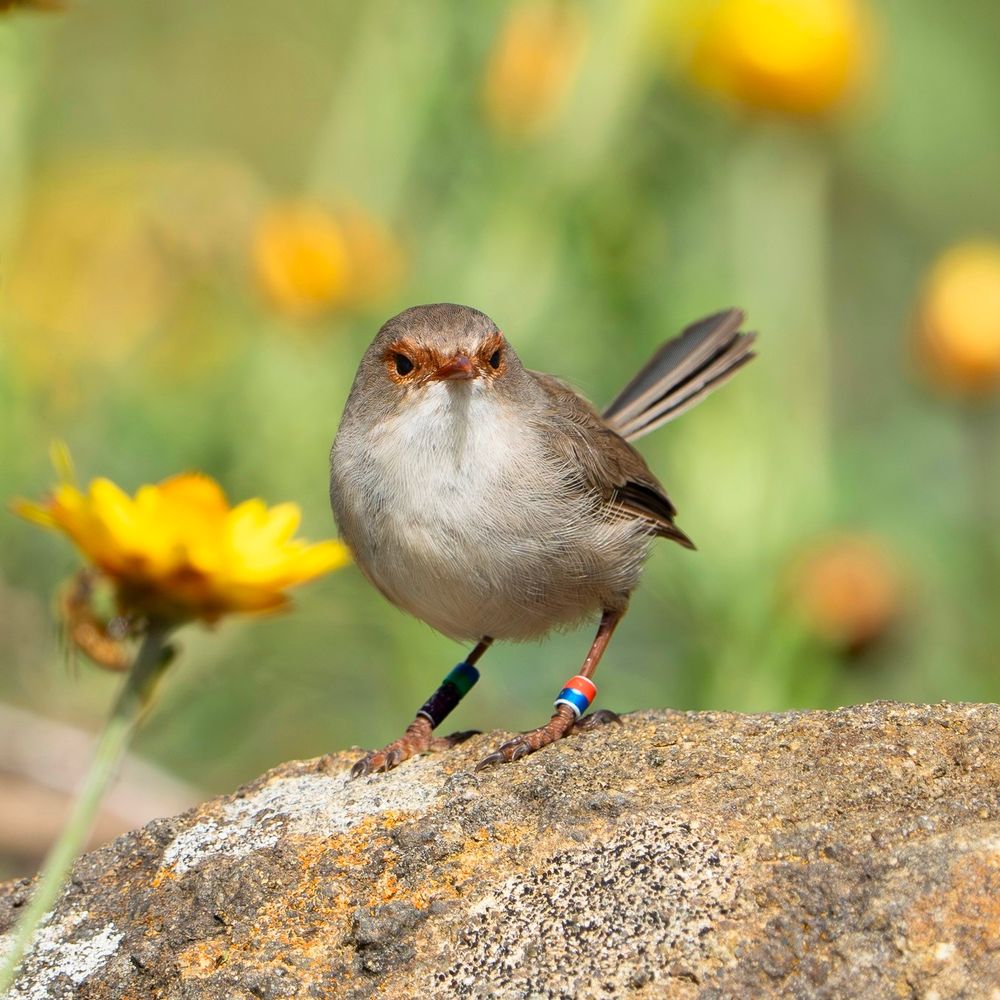 ANU Superb Fairywren Project