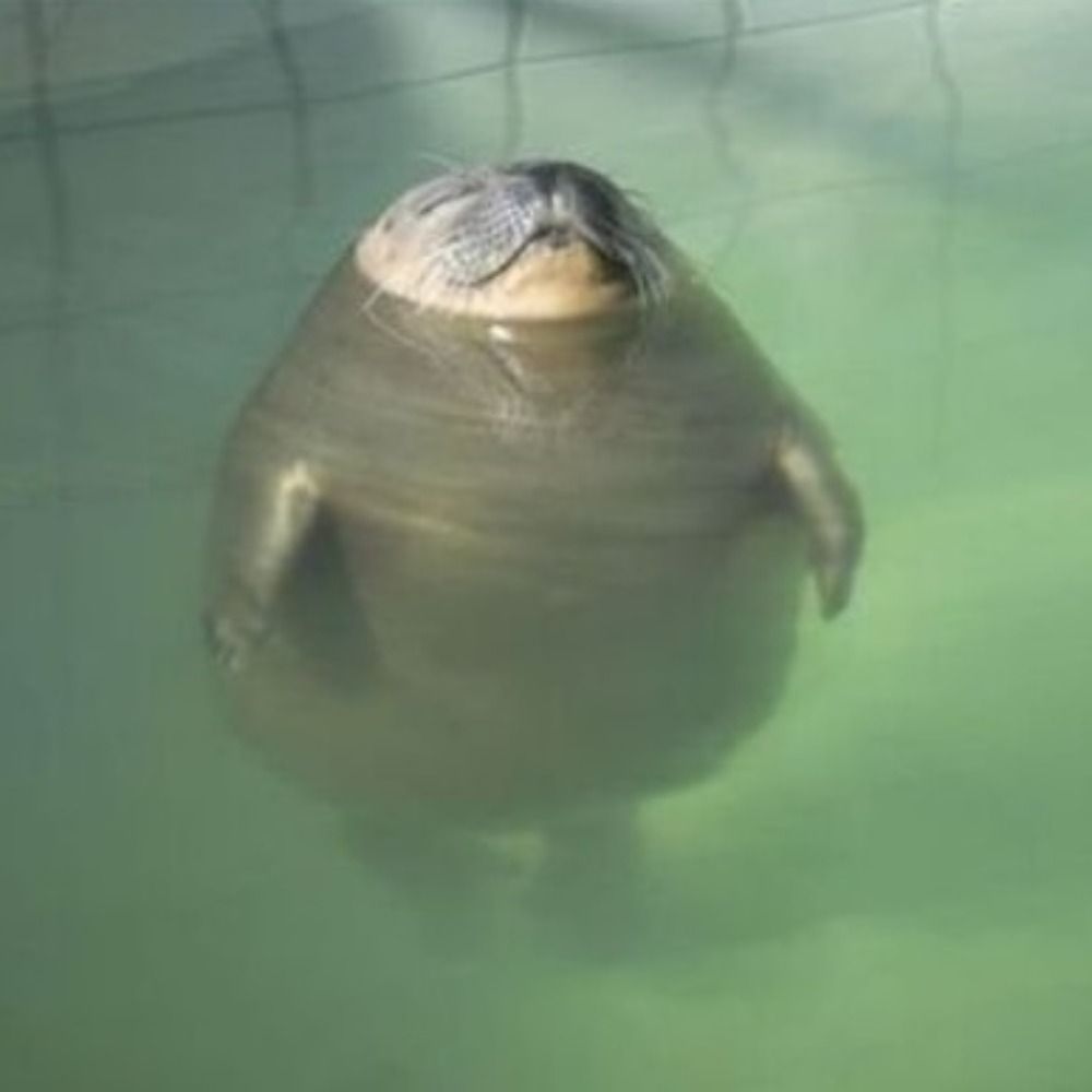 henrique