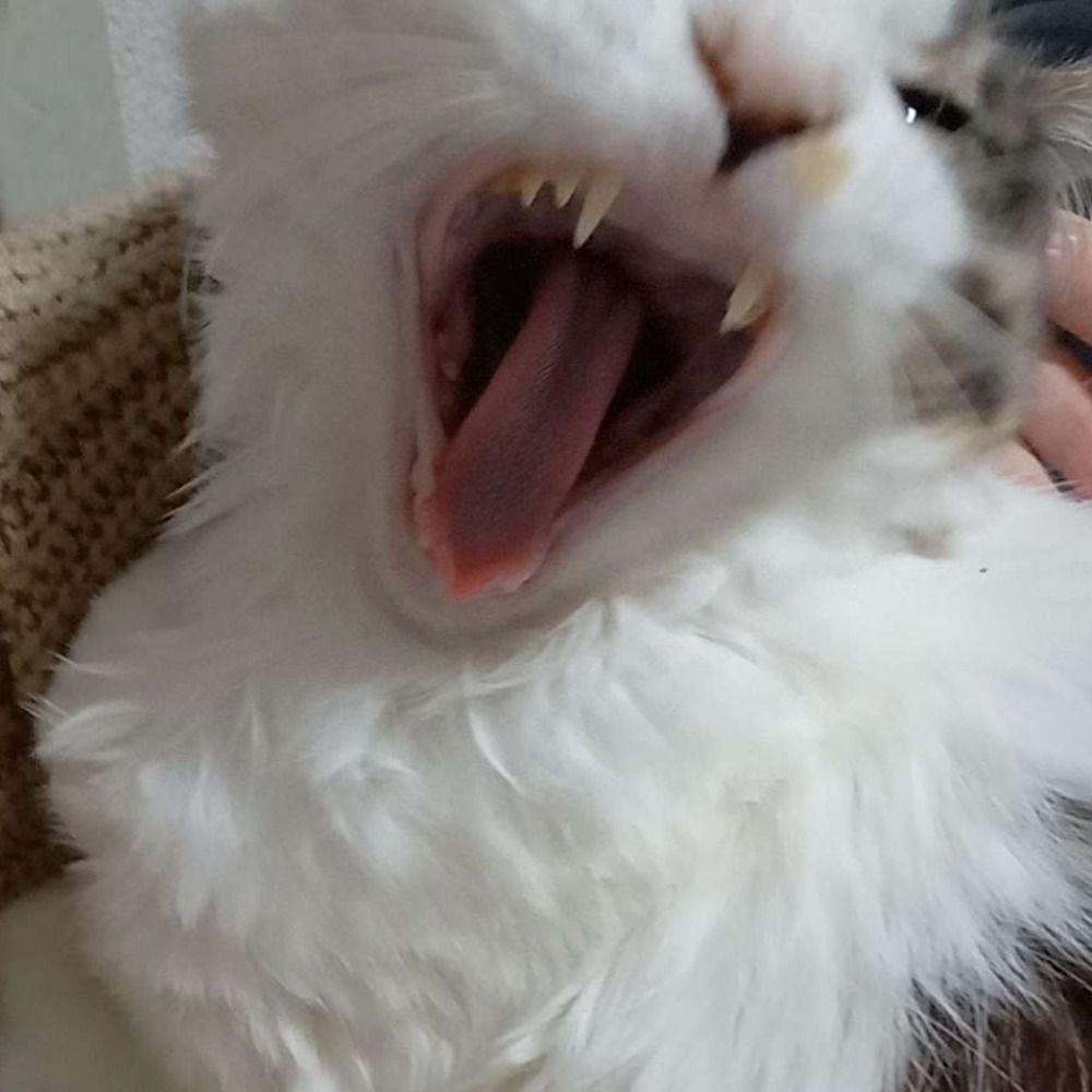 るーら