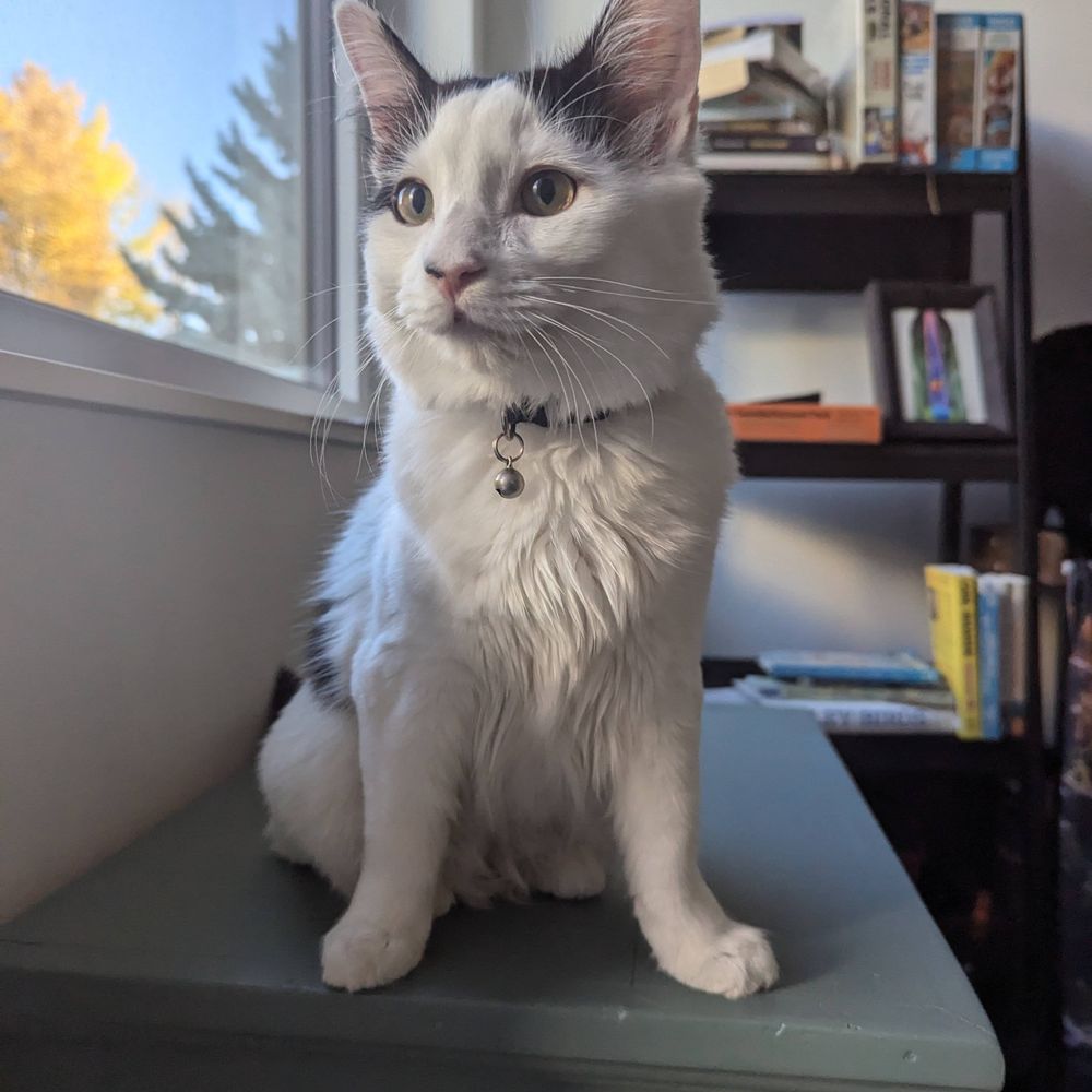 Gizmo the Wobbly Cat