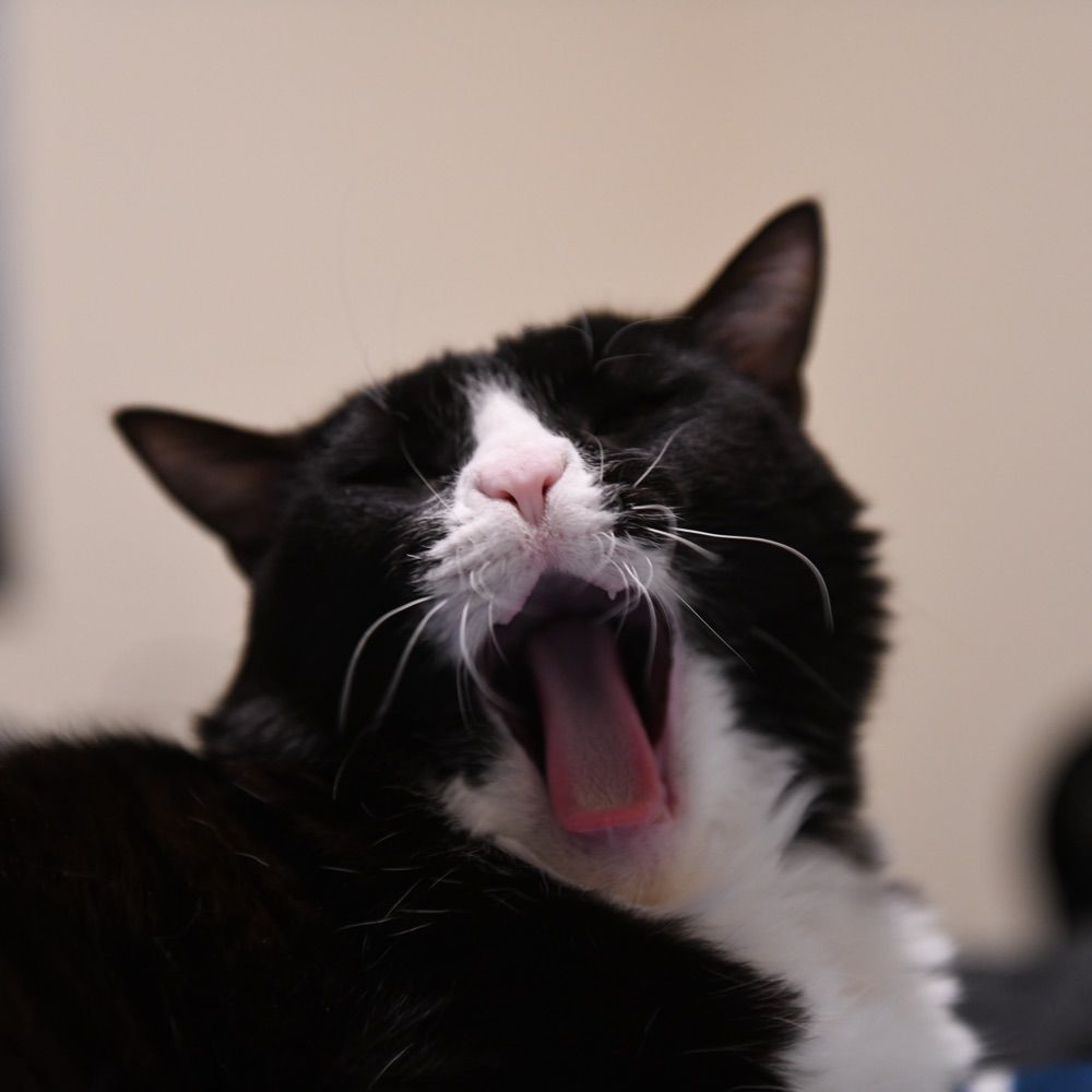 Derek