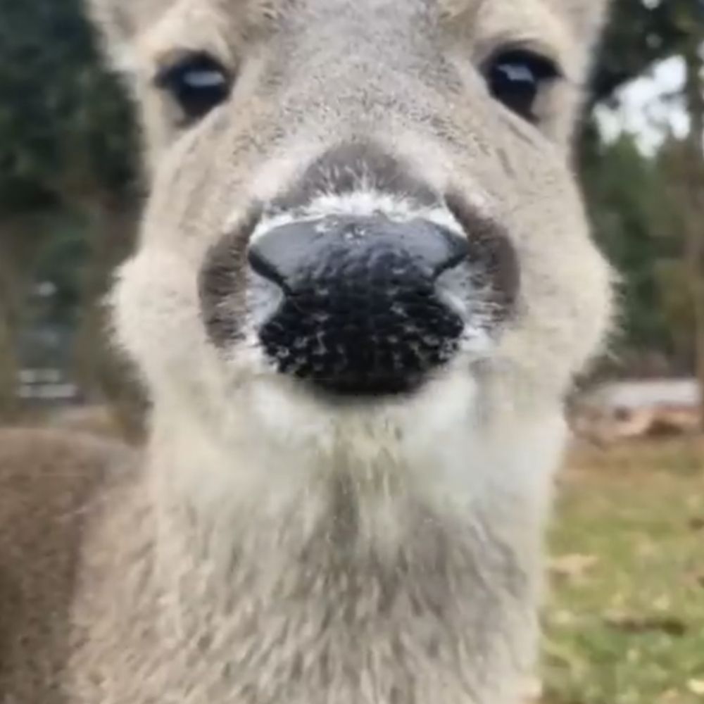 Bucky shyest deer ever