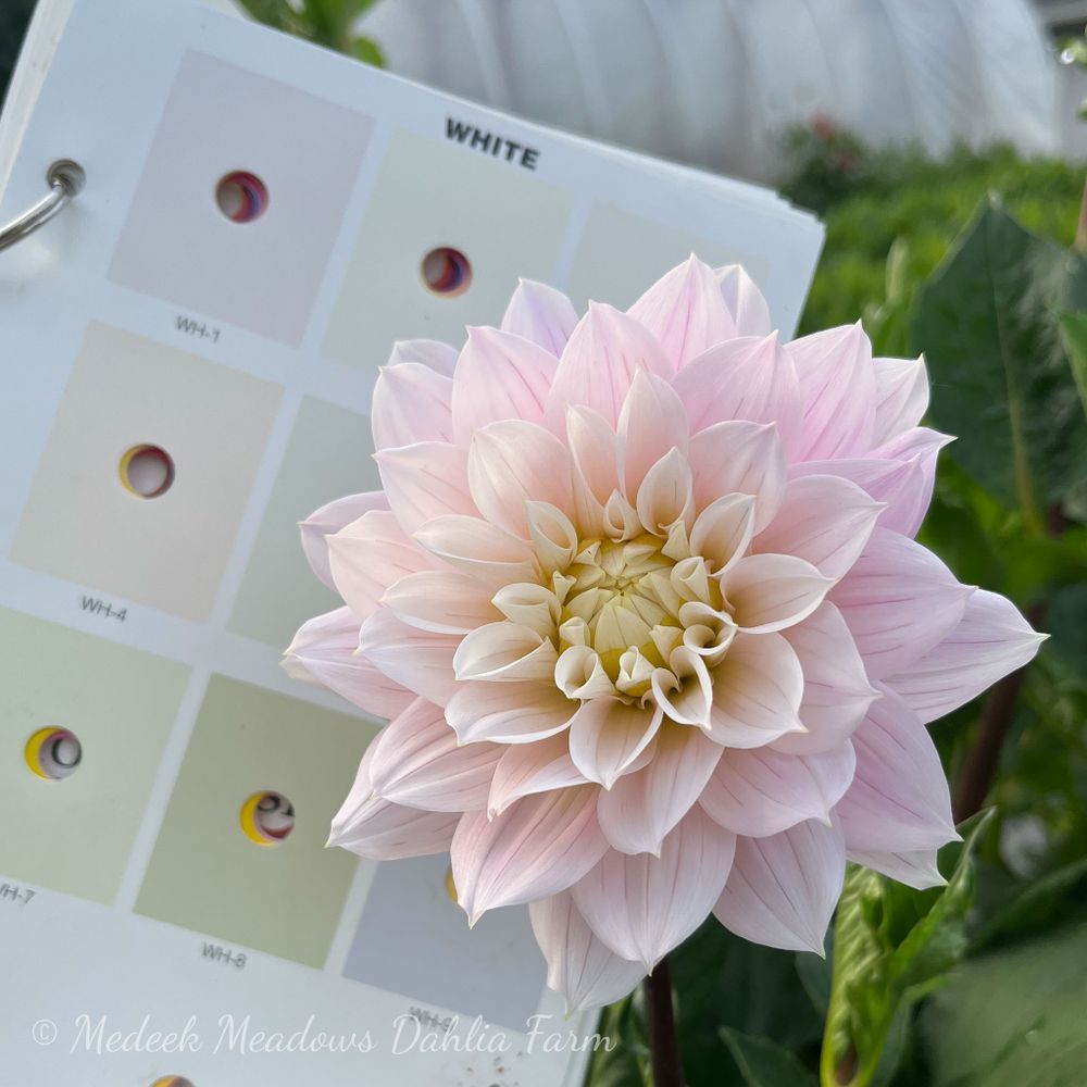 Medeek Meadows Dahlia Farm