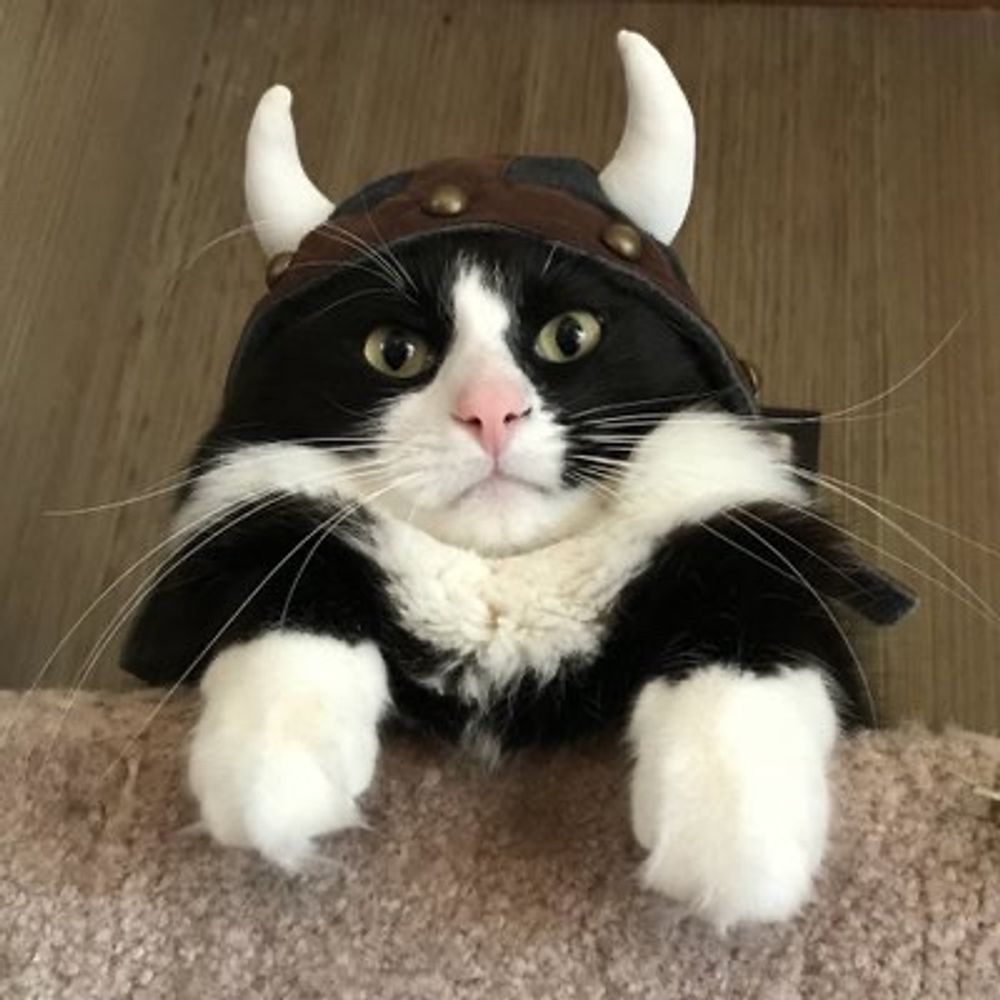 SeeCat42's avatar