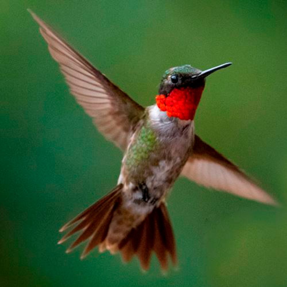 Hummingbird
