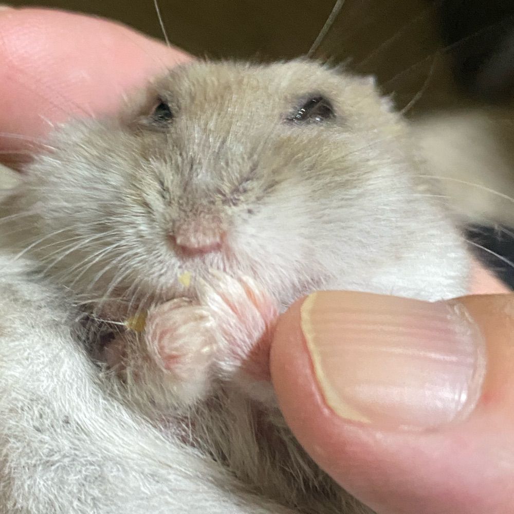 あおい（こっぱみじんこだったり、あいおいだったり）