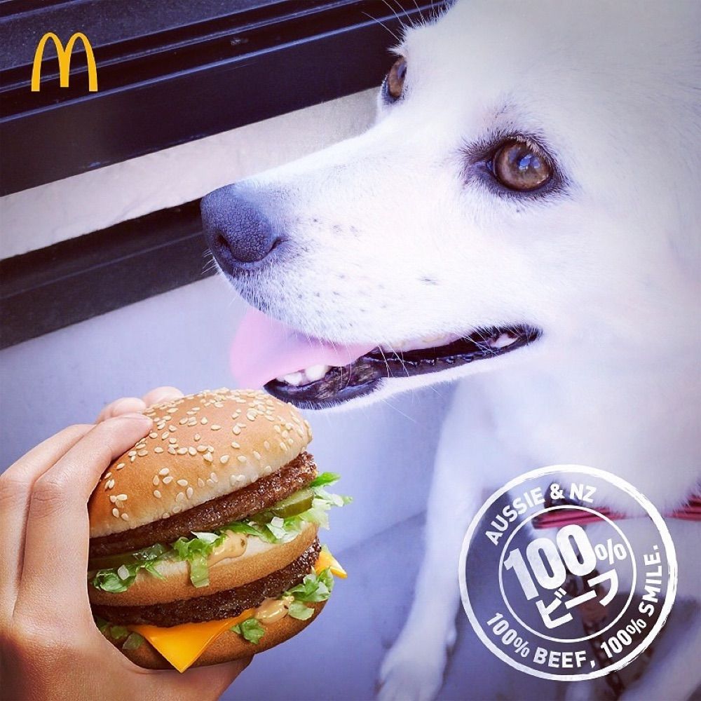 doggo jun.