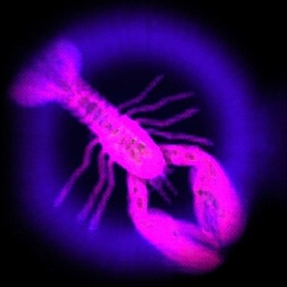 Red Rock Lobster