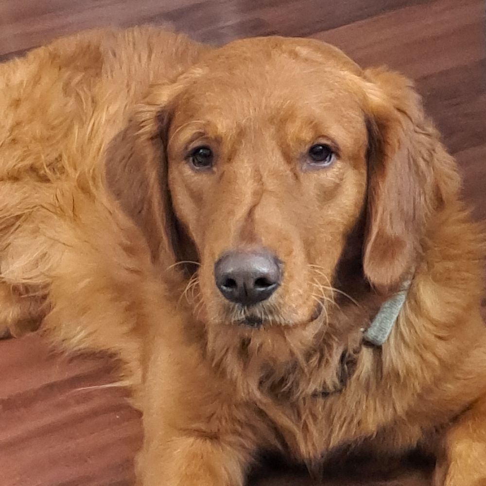 Profile picture momofgoldens.bsky.social