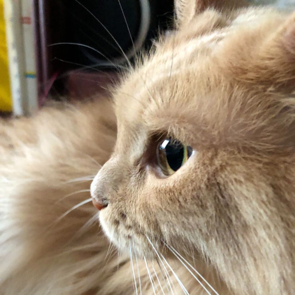 mimiMainecoon