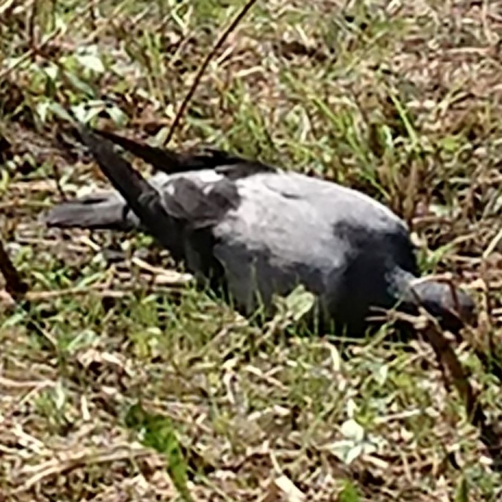 通りすがりの鳥