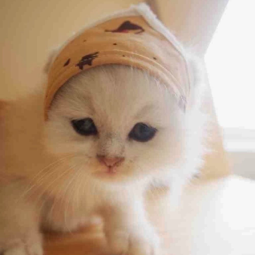 잎싹