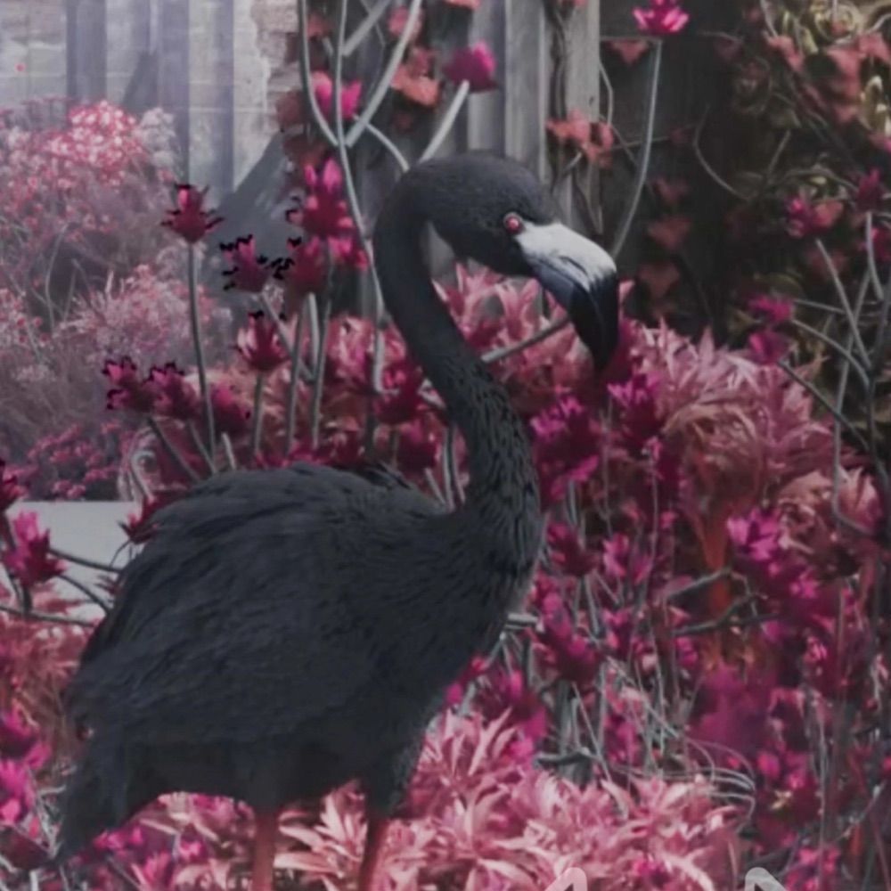 Jerry Flamingo