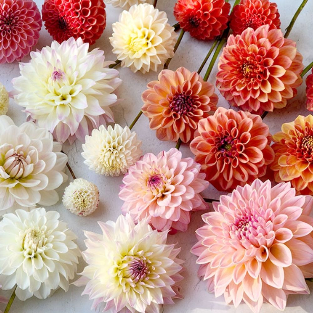Jamaissansmesfleurs.ca
