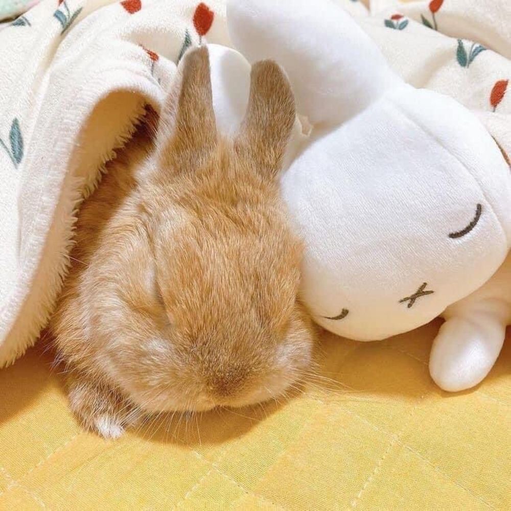Hunter🐰