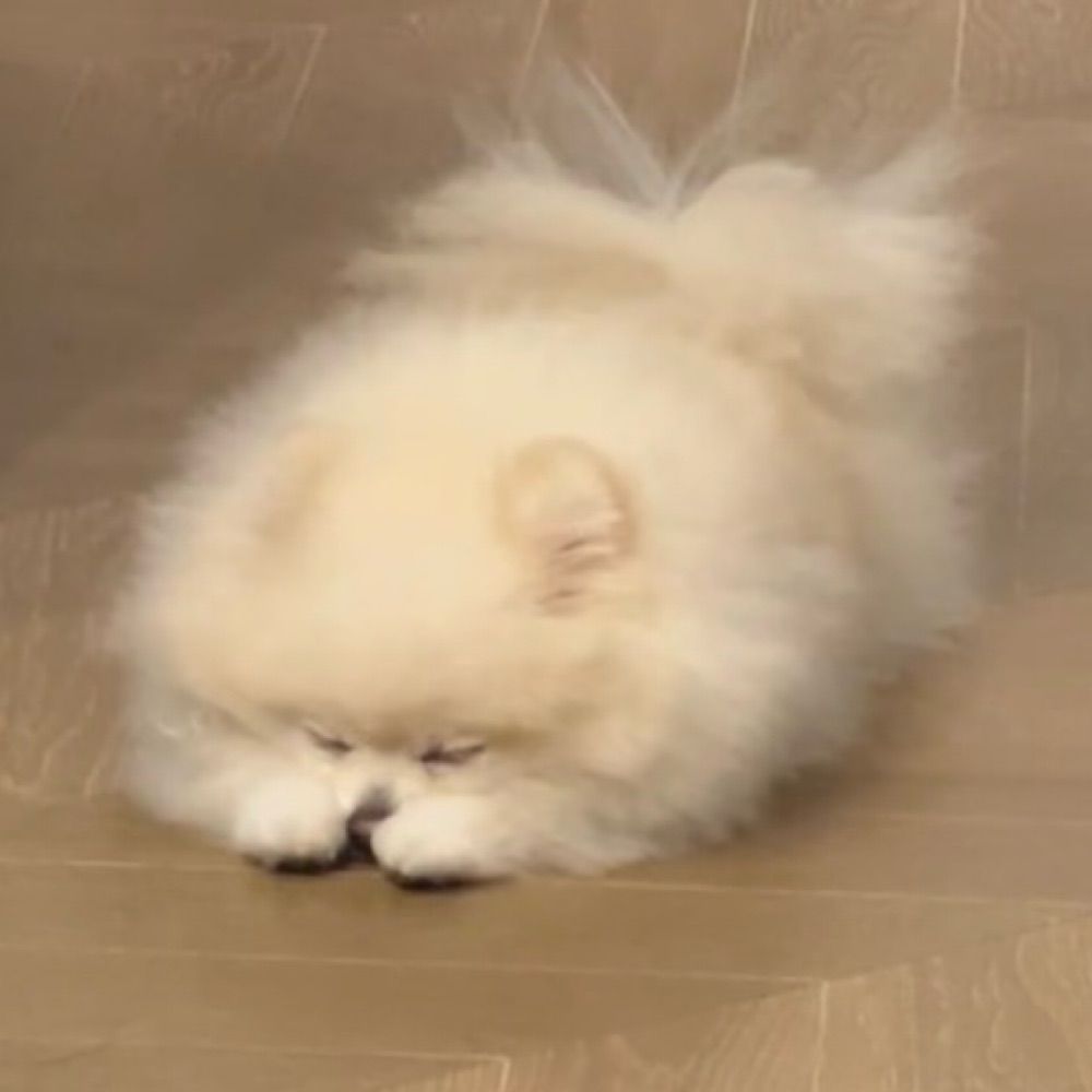 枝豆饼