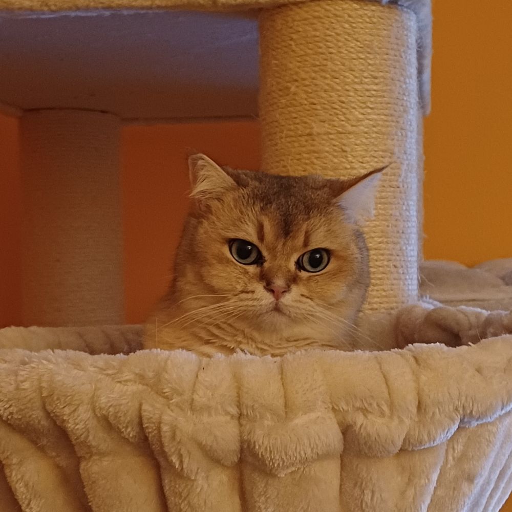 Nina