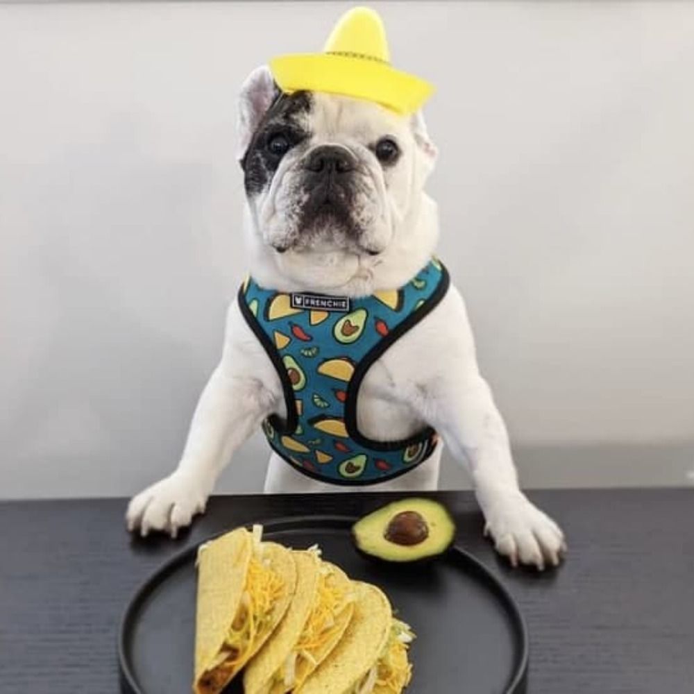 señor doggo is making tacos