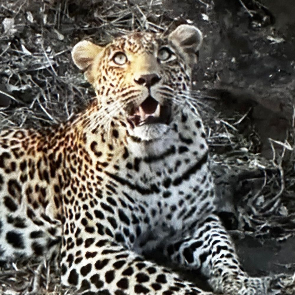 Leopardess DJ