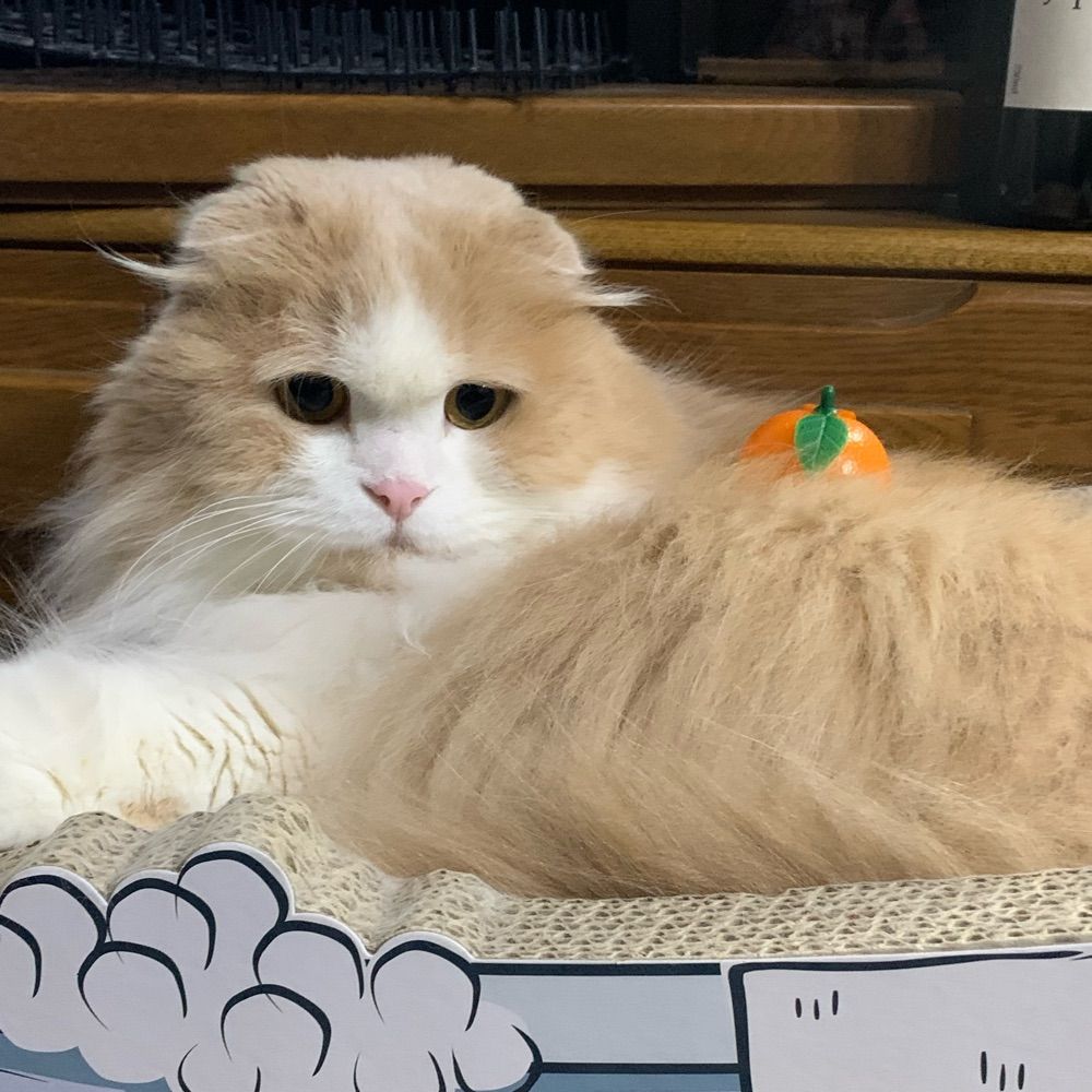 🍵息吹🎃