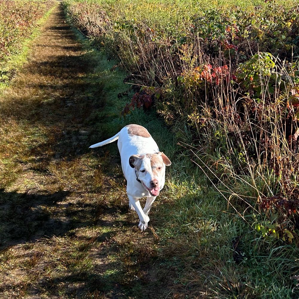 Rosy Hill