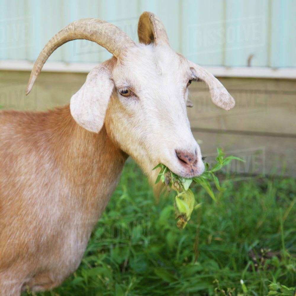 Goat In The Garden's avatar