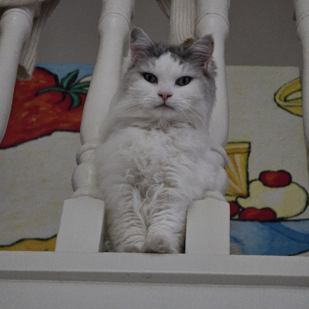Jasmine