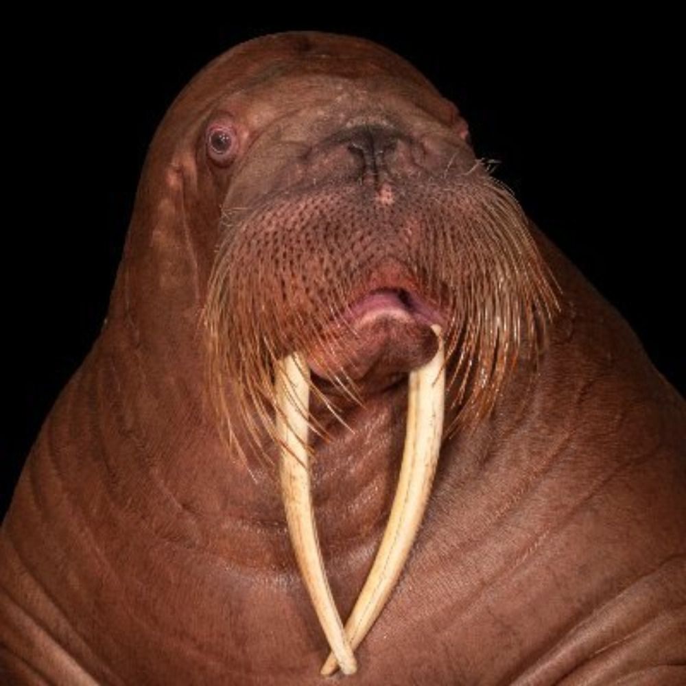 WeirdlyWalrus