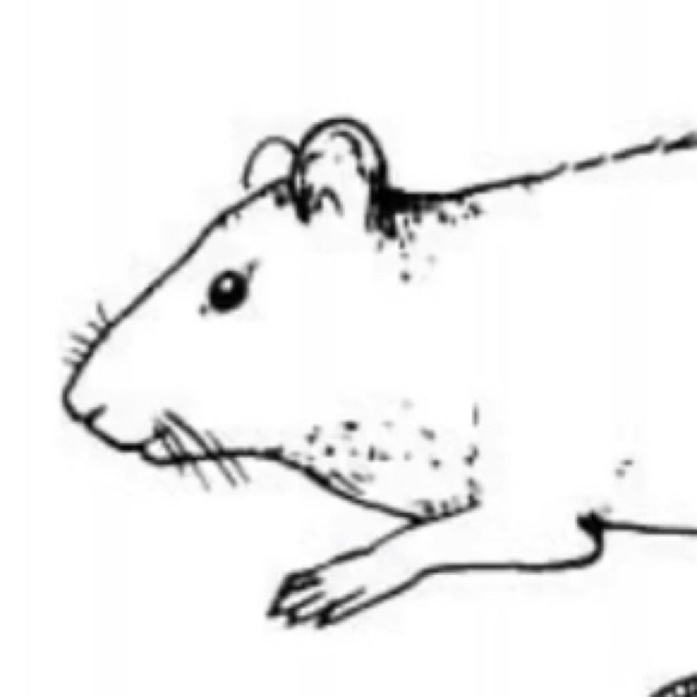 The 57th rat