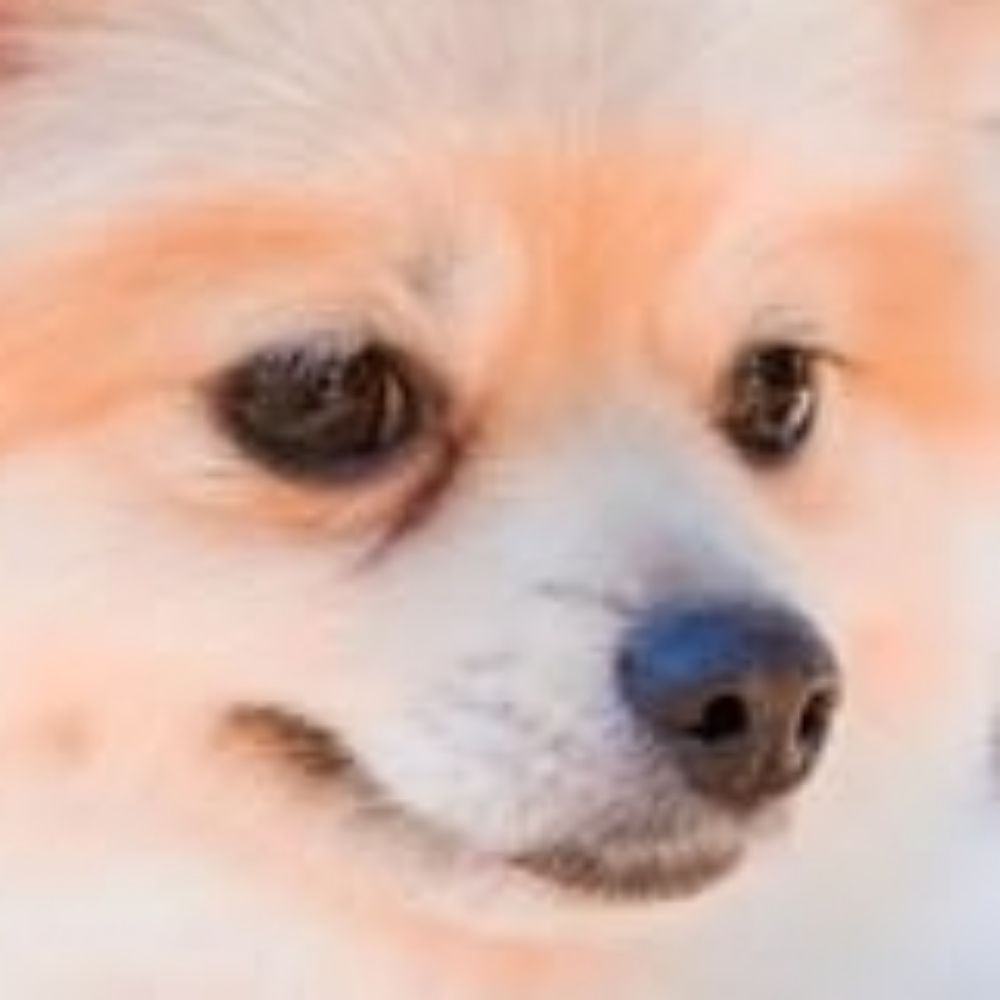 アイコンはフリー画像のよその犬