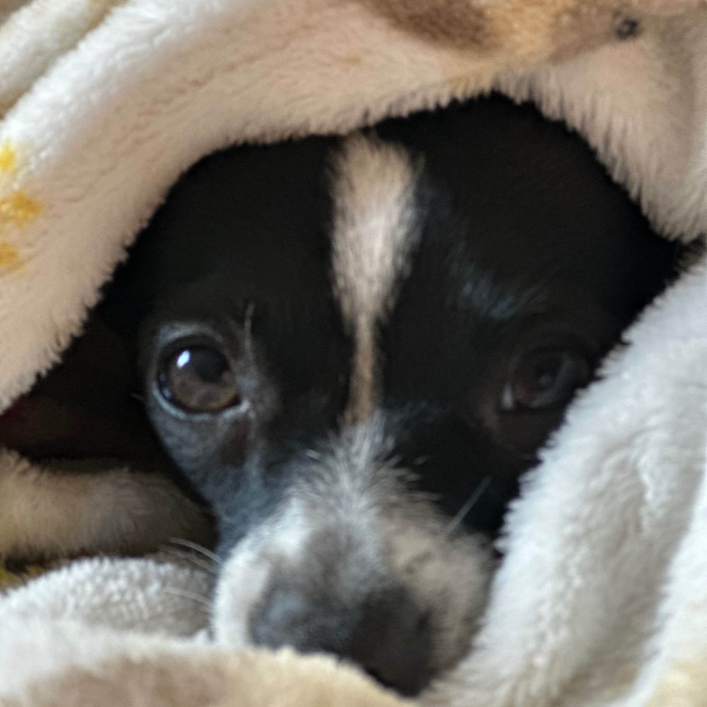 Chihuahuas have more fun