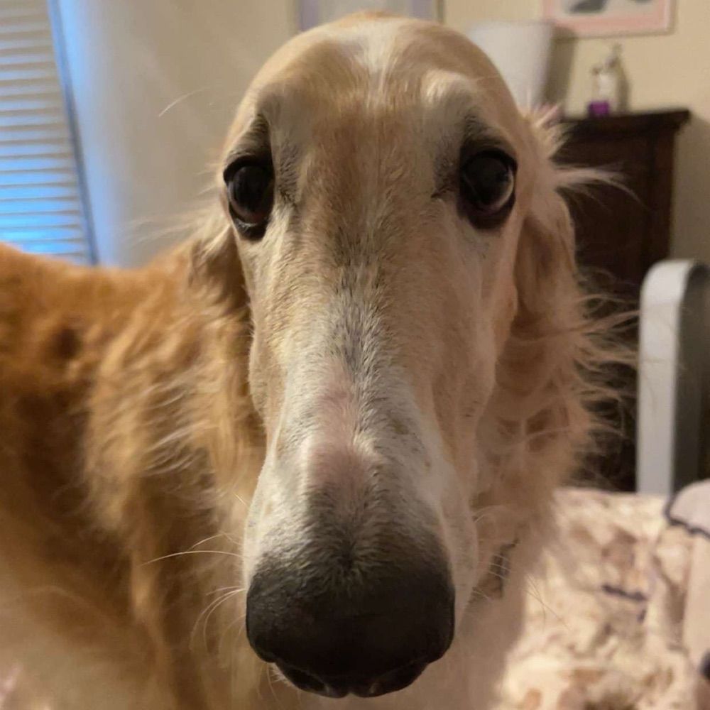 Borzoi Mom