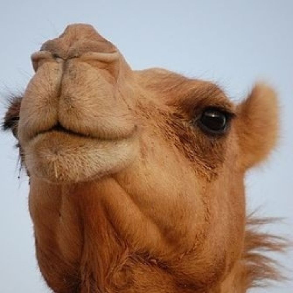 Camelo Caramelo