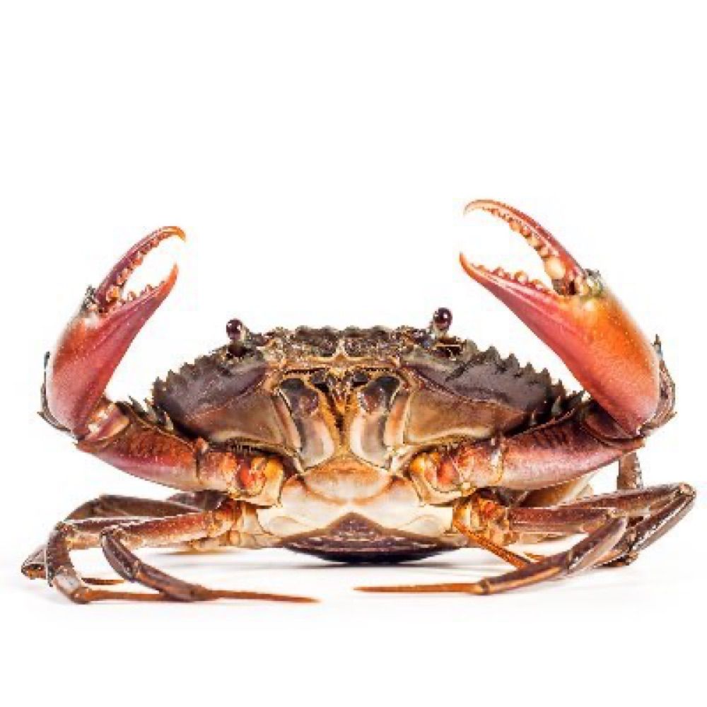 The Journal of Invertebrate Pathology (ELS)