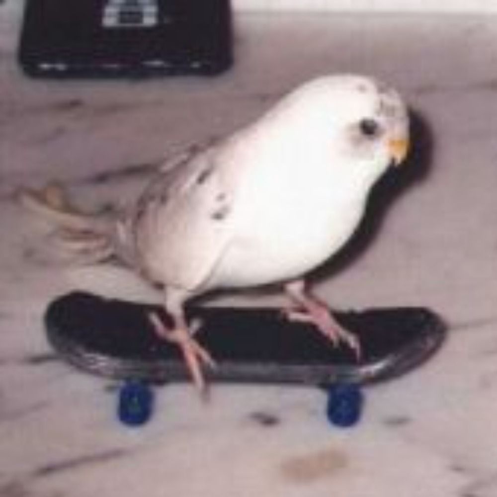 Tiko