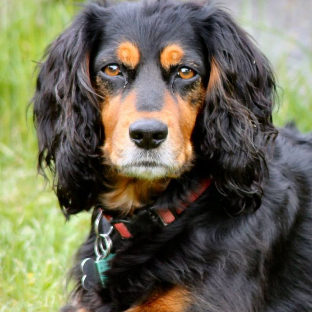 Spaniels-Rule