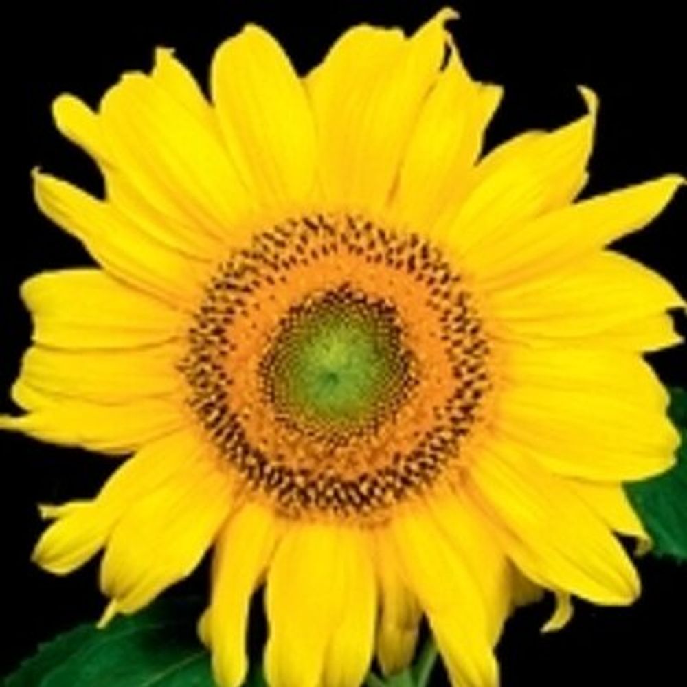 Journal Horticultural Science & Biotechnology