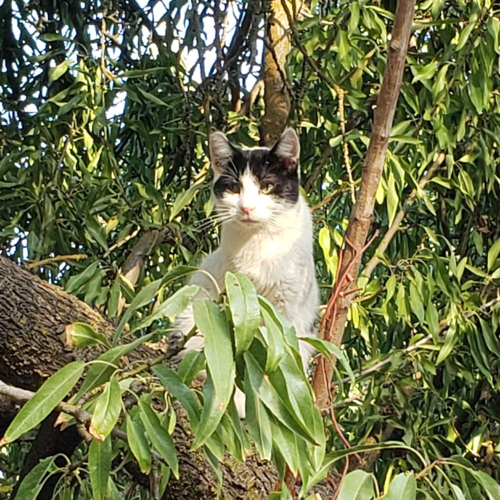 Bella