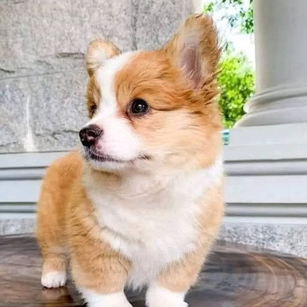 Profile picture thecorgidaily.bsky.social